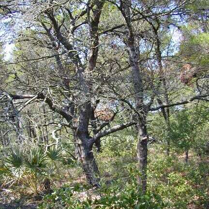 Pinus clausa unspecified picture