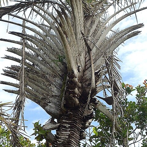 Syagrus coronata unspecified picture