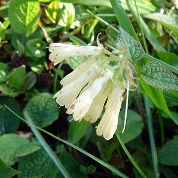 Symphytum ibericum unspecified picture