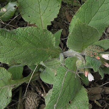 Symphytum brachycalyx unspecified picture