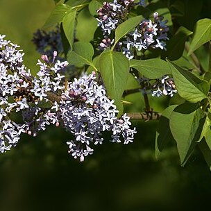 Syringa komarowii unspecified picture