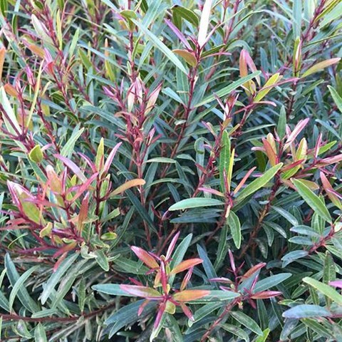 Syzygium pondoense unspecified picture