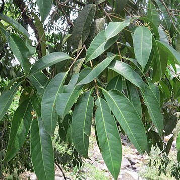 Syzygium hemisphericum unspecified picture