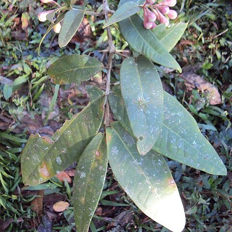 Syzygium munronii unspecified picture