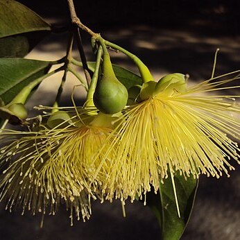 Syzygium laetum unspecified picture