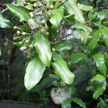 Syzygium maire unspecified picture