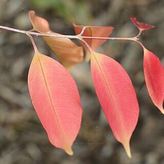 Syzygium monimioides unspecified picture