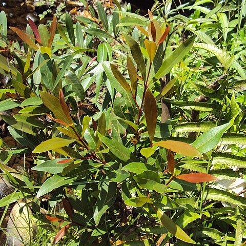 Syzygium salicifolium unspecified picture