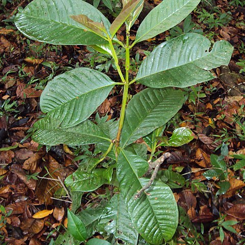 Syzygium stocksii unspecified picture