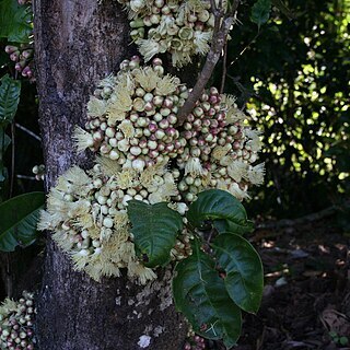 Syzygium cormiflorum unspecified picture