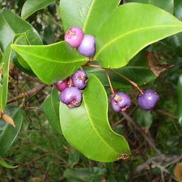 Syzygium oleosum unspecified picture