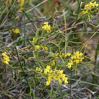 Synaphea spinulosa unspecified picture