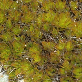 Syntrichia montana unspecified picture