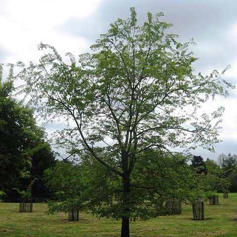 Ulmus szechuanica unspecified picture