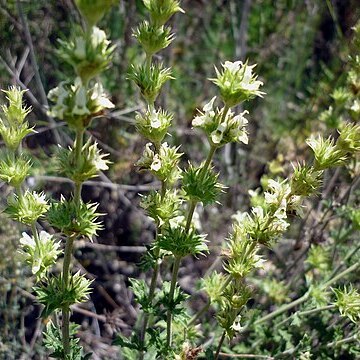 Sideritis x angustifolia unspecified picture