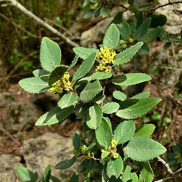 Rhamnus ludovici-salvatoris unspecified picture