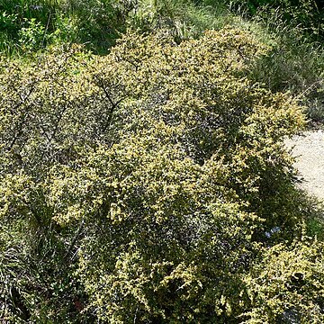 Rhamnus crocea unspecified picture