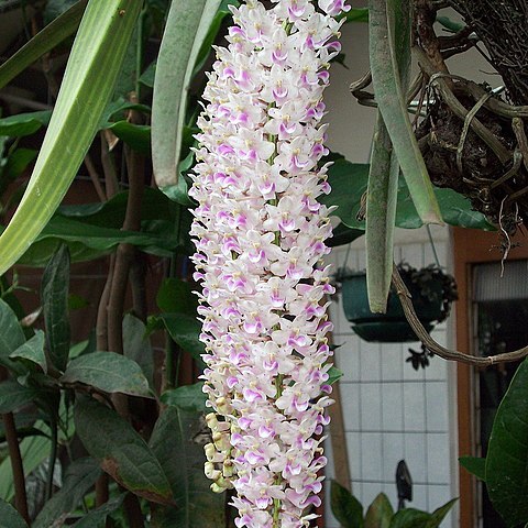 Rhynchostylis retusa unspecified picture