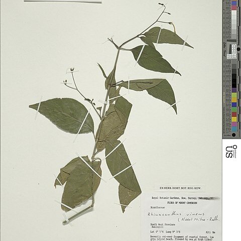 Rhinacanthus virens unspecified picture