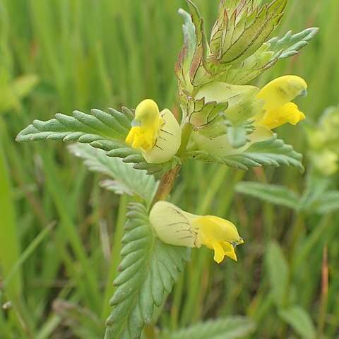 Rhinanthus subulatus unspecified picture