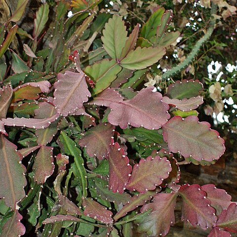 Rhipsalis pachyptera unspecified picture