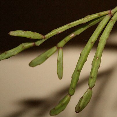 Rhipsalis ewaldiana unspecified picture