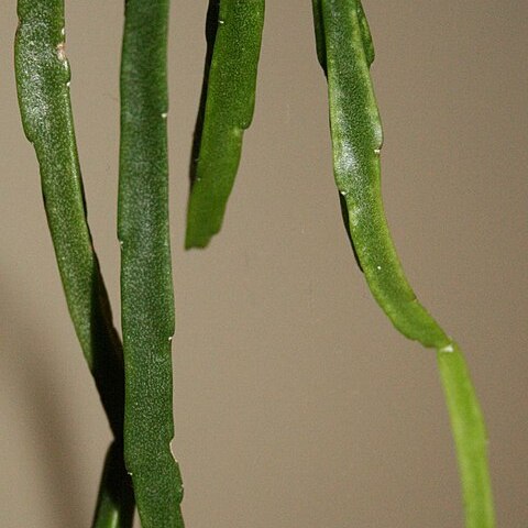 Rhipsalis sulcata unspecified picture