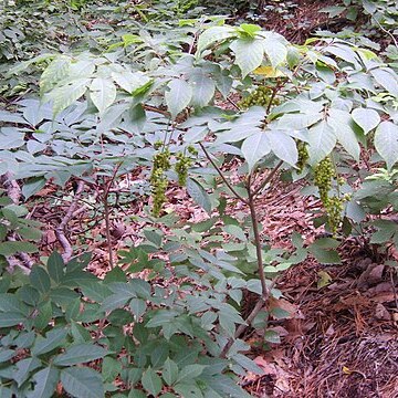 Toxicodendron trichocarpum unspecified picture