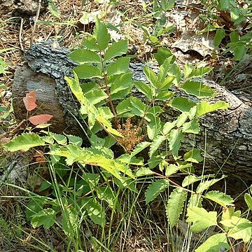 Rhus michauxii unspecified picture