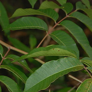 Toxicodendron striatum unspecified picture