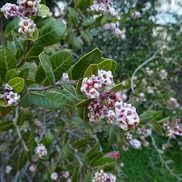 Rhus kearneyi unspecified picture