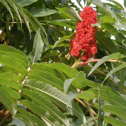 Rhus unspecified picture