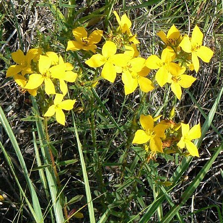 Rhexia lutea unspecified picture