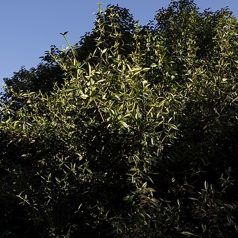 Garcinia aristata unspecified picture