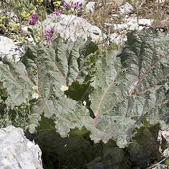 Rheum ribes unspecified picture