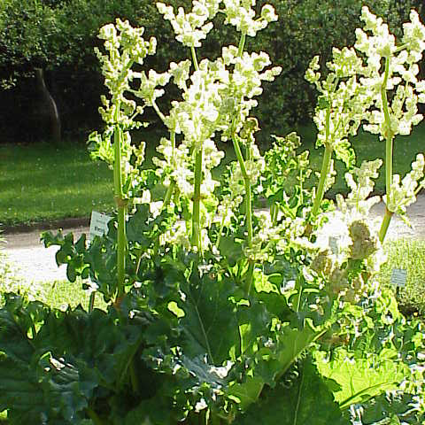 Rheum officinale unspecified picture