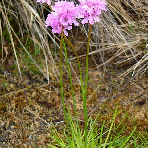 Armeria maritima subsp. purpurea unspecified picture