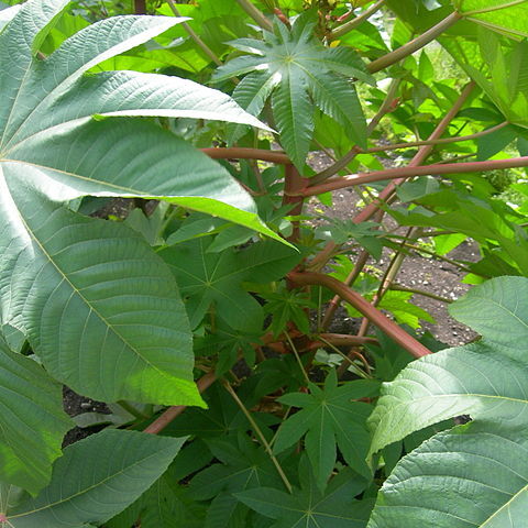 Ricinus unspecified picture