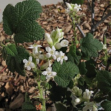 Ribes indecorum unspecified picture