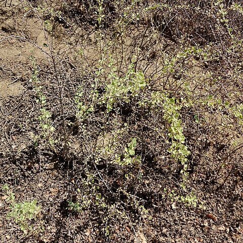 Ribes quercetorum unspecified picture