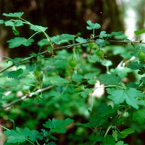 Ribes echinellum unspecified picture