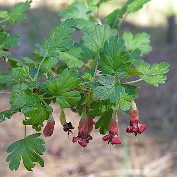 Ribes roezlii unspecified picture