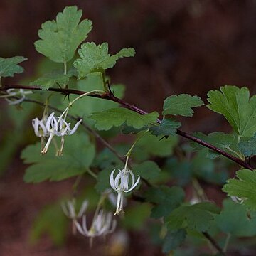 Ribes curvatum unspecified picture