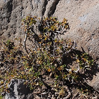 Ribes cucullatum unspecified picture