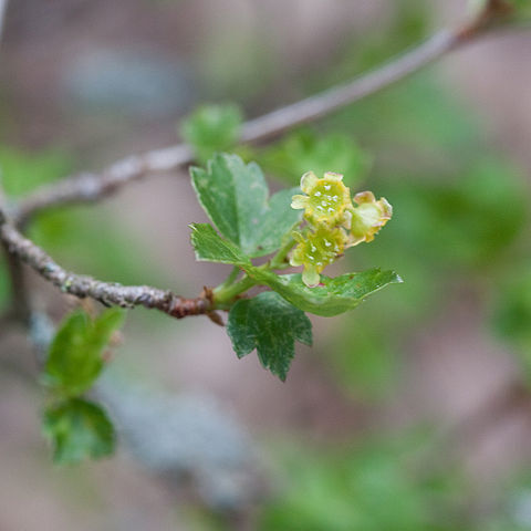 Ribes komarovii unspecified picture