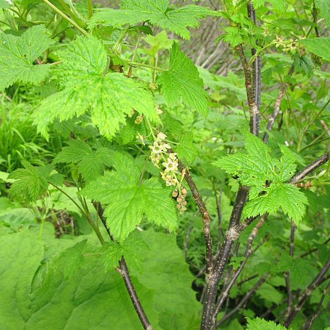 Ribes japonicum unspecified picture