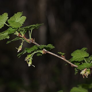 Ribes watsonianum unspecified picture