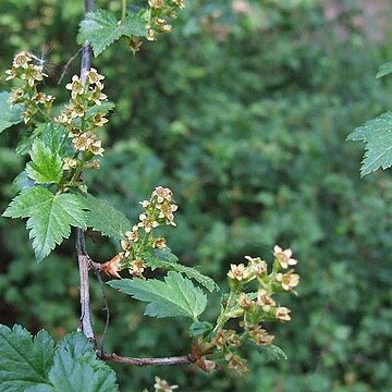 Ribes glaciale unspecified picture