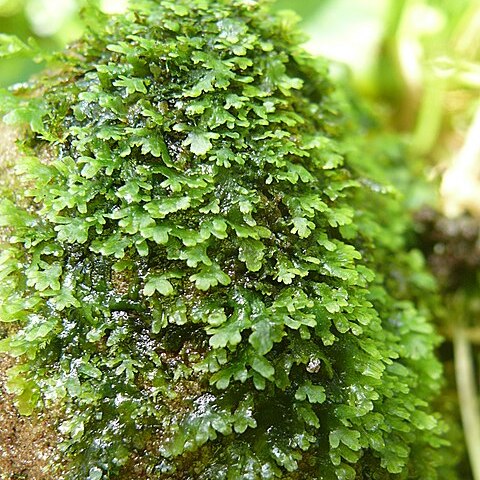 Riccardia unspecified picture