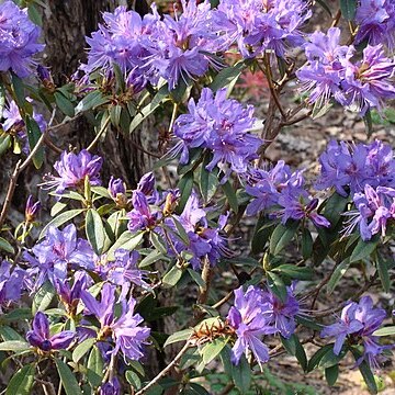 Rhododendron augustinii unspecified picture